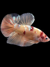 Load image into Gallery viewer, GIANT Male Halfmoon Plakat - Candy Copper #2206 - Live Betta Fish
