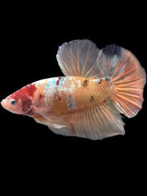 Load image into Gallery viewer, GIANT Male Halfmoon Plakat - Candy Copper #2206 - Live Betta Fish
