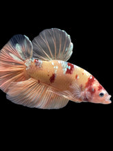 Load image into Gallery viewer, GIANT Male Halfmoon Plakat - Candy Copper #2206 - Live Betta Fish

