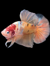 Load image into Gallery viewer, GIANT Male Halfmoon Plakat - Candy Copper #2206 - Live Betta Fish
