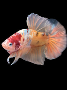 GIANT Male Halfmoon Plakat - Candy Copper #2206 - Live Betta Fish