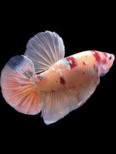 Load image into Gallery viewer, GIANT Male Halfmoon Plakat - Candy Copper #2206 - Live Betta Fish
