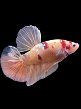 Load image into Gallery viewer, GIANT Male Halfmoon Plakat - Candy Copper #2206 - Live Betta Fish

