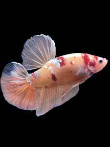 GIANT Male Halfmoon Plakat - Candy Copper #2206 - Live Betta Fish