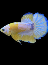 Load image into Gallery viewer, Male Halfmoon Plakat - Yellow FCCP #2207 - Live Betta Fish
