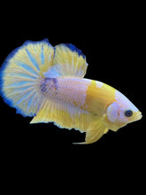 Load image into Gallery viewer, Male Halfmoon Plakat - Yellow FCCP #2207 - Live Betta Fish

