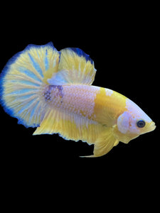 Male Halfmoon Plakat - Yellow FCCP #2207 - Live Betta Fish