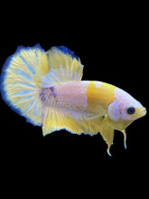 Load image into Gallery viewer, Male Halfmoon Plakat - Yellow FCCP #2207 - Live Betta Fish
