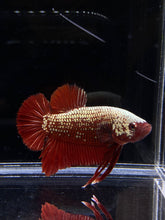 Load image into Gallery viewer, Male Halfmoon Plakat - Red Samurai #2207 - Live Betta Fish
