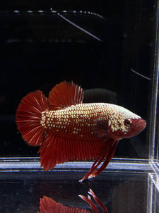 Male Halfmoon Plakat - Red Samurai #2207 - Live Betta Fish