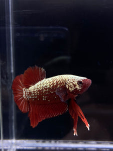 Male Halfmoon Plakat - Red Samurai #2207 - Live Betta Fish