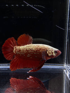 Male Halfmoon Plakat - Red Samurai #2207 - Live Betta Fish