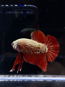 Male Halfmoon Plakat - Red Samurai #2207 - Live Betta Fish