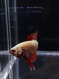 Male Halfmoon Plakat - Red Samurai #2207 - Live Betta Fish