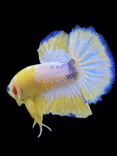 Load image into Gallery viewer, Male Halfmoon Plakat - Yellow FCCP #2207 - Live Betta Fish
