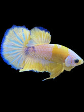 Load image into Gallery viewer, Male Halfmoon Plakat - Yellow FCCP #2207 - Live Betta Fish
