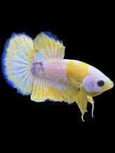 Load image into Gallery viewer, Male Halfmoon Plakat - Yellow FCCP #2207 - Live Betta Fish
