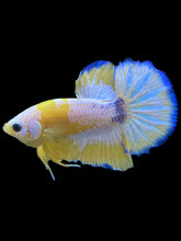 Load image into Gallery viewer, Male Halfmoon Plakat - Yellow FCCP #2207 - Live Betta Fish
