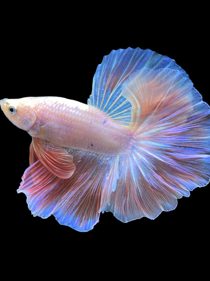 Male Rosetail - Pastel Pink #2208 - Live Betta Fish