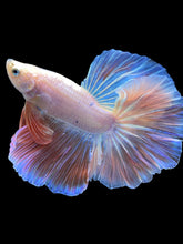 Load image into Gallery viewer, Male Rosetail - Pastel Pink #2208 - Live Betta Fish
