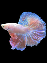 Load image into Gallery viewer, Male Rosetail - Pastel Pink #2208 - Live Betta Fish
