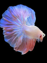 Load image into Gallery viewer, Male Rosetail - Pastel Pink #2208 - Live Betta Fish
