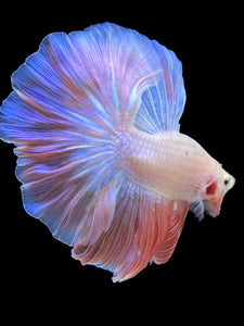 Male Rosetail - Pastel Pink #2208 - Live Betta Fish