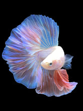 Load image into Gallery viewer, Male Rosetail - Pastel Pink #2208 - Live Betta Fish
