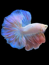 Load image into Gallery viewer, Male Rosetail - Pastel Pink #2208 - Live Betta Fish
