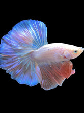 Load image into Gallery viewer, Male Rosetail - Pastel Pink #2208 - Live Betta Fish
