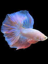 Load image into Gallery viewer, Male Rosetail - Pastel Pink #2208 - Live Betta Fish
