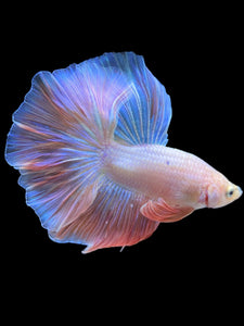 Male Rosetail - Pastel Pink #2208 - Live Betta Fish