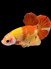 Load image into Gallery viewer, Male Halfmoon Plakat - Nemo #2209 - Live Betta Fish
