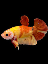 Load image into Gallery viewer, Male Halfmoon Plakat - Nemo #2209 - Live Betta Fish
