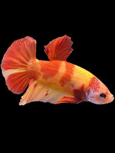 Load image into Gallery viewer, Male Halfmoon Plakat - Nemo #2209 - Live Betta Fish
