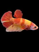 Load image into Gallery viewer, Male Halfmoon Plakat - Nemo #2209 - Live Betta Fish
