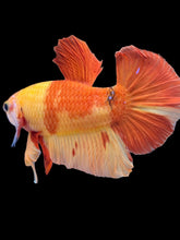 Load image into Gallery viewer, Male Halfmoon Plakat - Nemo #2209 - Live Betta Fish
