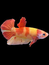 Load image into Gallery viewer, Male Halfmoon Plakat - Nemo #2209 - Live Betta Fish
