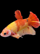 Load image into Gallery viewer, Male Halfmoon Plakat - Nemo #2209 - Live Betta Fish
