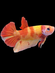 Male Halfmoon Plakat - Nemo #2209 - Live Betta Fish