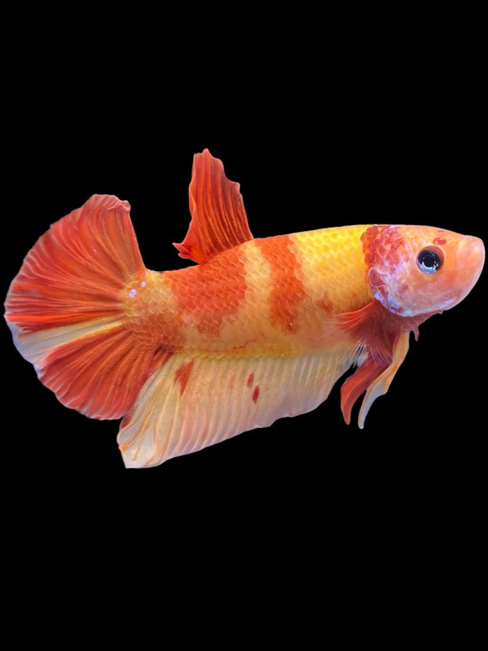 Male Halfmoon Plakat - Nemo #2209 - Live Betta Fish