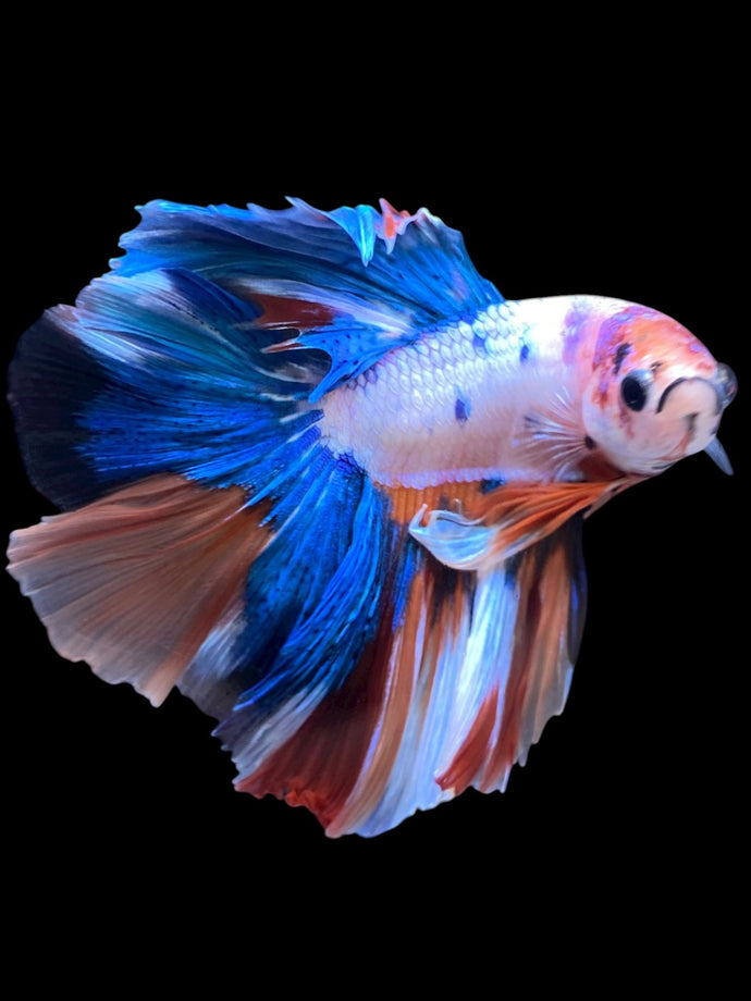 Male Halfmoon - Candy #2211 - Live Betta Fish