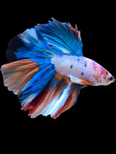 Load image into Gallery viewer, Male Halfmoon - Candy #2211 - Live Betta Fish
