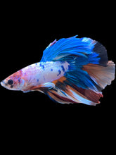 Load image into Gallery viewer, Male Halfmoon - Candy #2211 - Live Betta Fish
