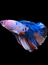 Load image into Gallery viewer, Male Halfmoon - Candy #2211 - Live Betta Fish
