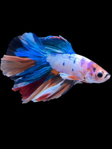 Male Halfmoon - Candy #2211 - Live Betta Fish