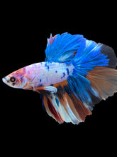 Load image into Gallery viewer, Male Halfmoon - Candy #2211 - Live Betta Fish
