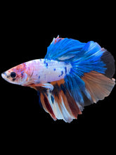 Load image into Gallery viewer, Male Halfmoon - Candy #2211 - Live Betta Fish
