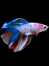 Load image into Gallery viewer, Male Halfmoon - Candy #2211 - Live Betta Fish
