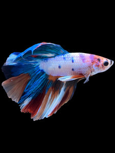 Male Halfmoon - Candy #2211 - Live Betta Fish